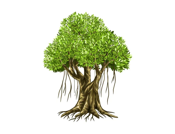 Ilustração Vetorial Árvore Banyan Raízes Banyan Árvore —  Vetores de Stock