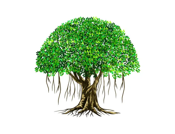 Banyan Träd Vektor Illustration Rötter Banyanträd — Stock vektor