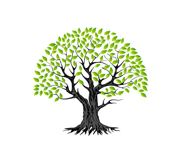 Árbol Vector Ilustración Raíces Del Árbol Banyan Planta Manglar — Vector de stock