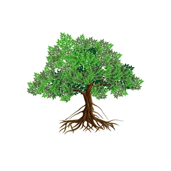 Mangrove Tree Vector Illustration Isolated Great Tree Roots Tree Life — Stockvektor