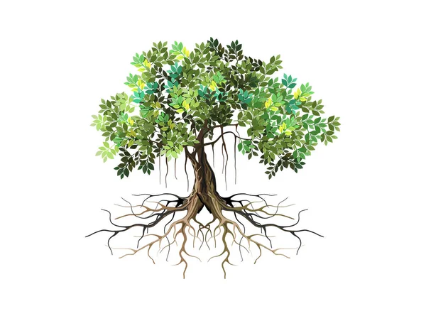 Banyan Baum Und Wurzeln Illustrationsvektor — Stockvektor