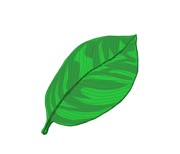 孤立植物的热带叶子 — 图库矢量图片