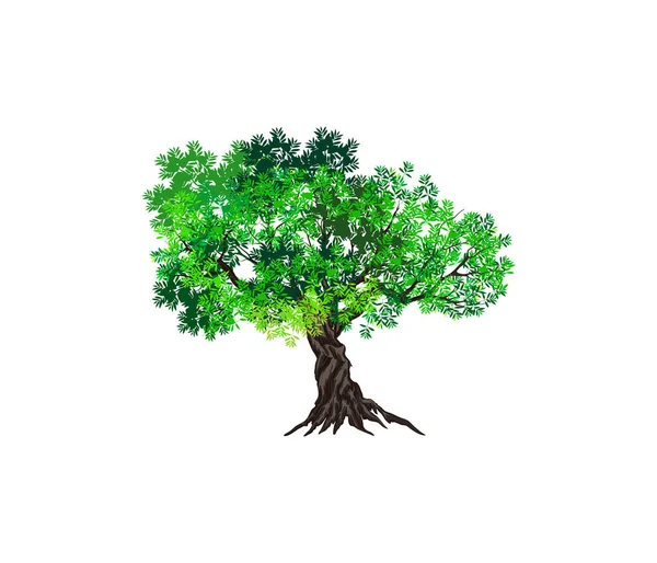 Drzewo Izolowane Białym Tle — Wektor stockowy
