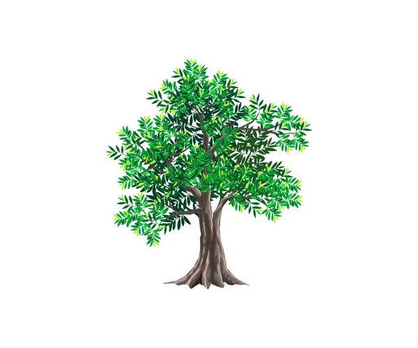 Isolerat Träd Vit Bakgrund — Stock vektor