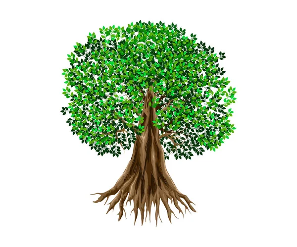 Drzewo Zielonymi Liśćmi Białym Tle — Wektor stockowy