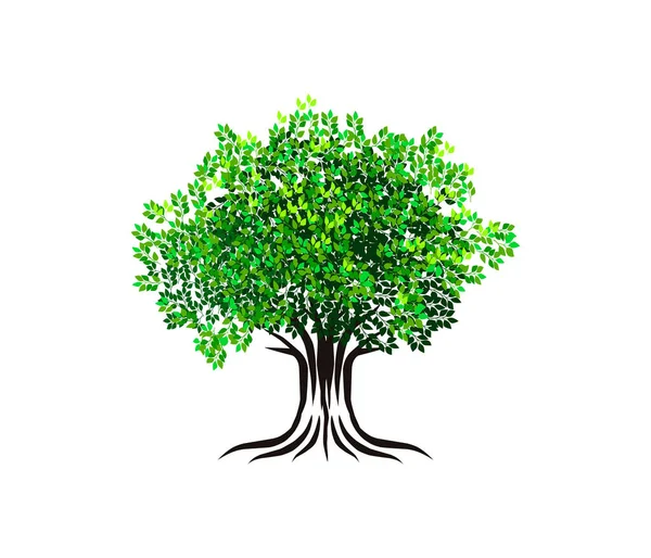 Δέντρο Απομονωμένο Λευκό Φόντο — Διανυσματικό Αρχείο