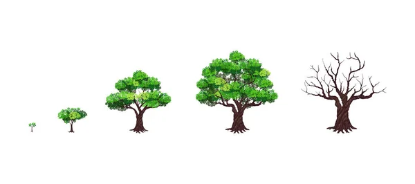 Drzewa Ikona Zestaw Wektor Ilustracja — Wektor stockowy