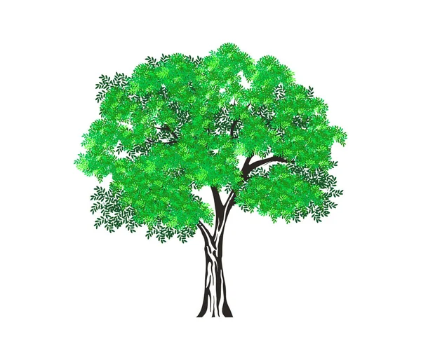 Grönt Träd Vit Bakgrund — Stock vektor