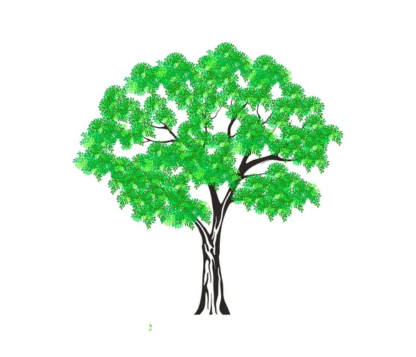 Árvore Verde Isolado Fundo Branco — Vetor de Stock