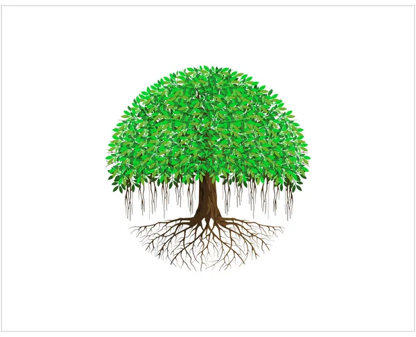 Banyan Kreis Baum Symbol Vektor Illustration — Stockvektor