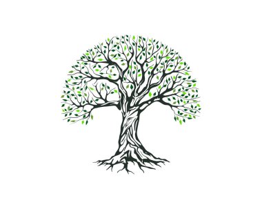 Zeytin ağacı logo vektör çizimi