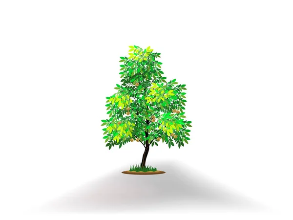 Ketapang Kencana Tree Vektor Illustration — Stockvektor