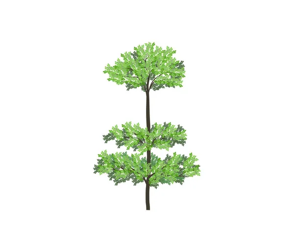 Ilustrasi Vektor Pohon Ketapang Kencana - Stok Vektor