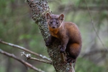 Ağaçtaki çam sansarı