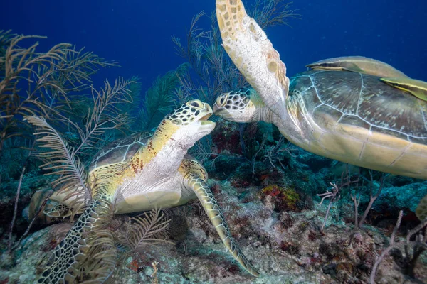 Dvě Mořské Želvy Útesu — Stock fotografie