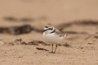 Kumsalda kar küreyen