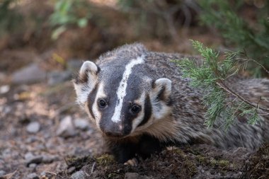 Vahşi doğadaki Amerikan porsuğu