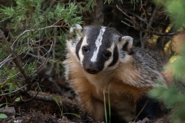 Vahşi doğadaki Amerikan porsuğu