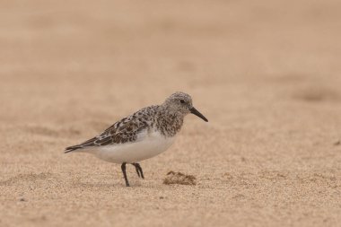 Sanderling sahilde yürüyor.