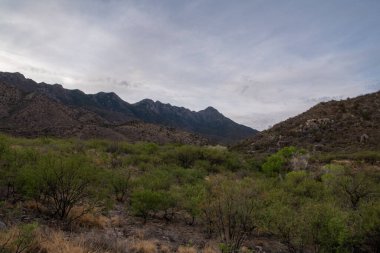 Arizona dağlarında muson bulutları