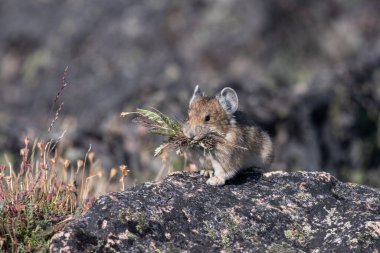 Kış için çimenli yakalı bir pika.