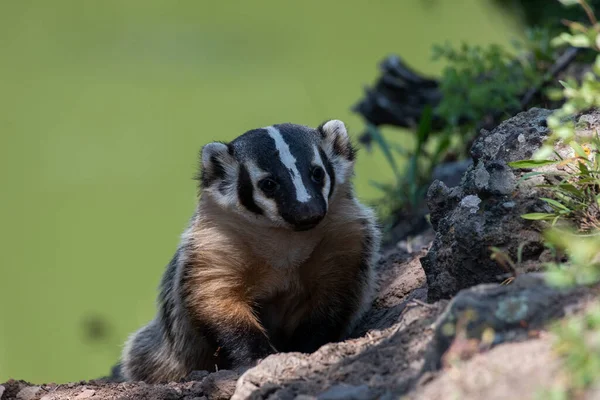 American Badger Wild — Stock Photo, Image