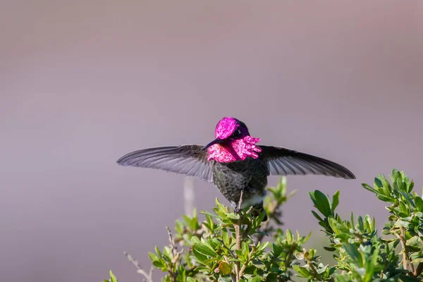 Koliber Anny Grzędzie — Zdjęcie stockowe