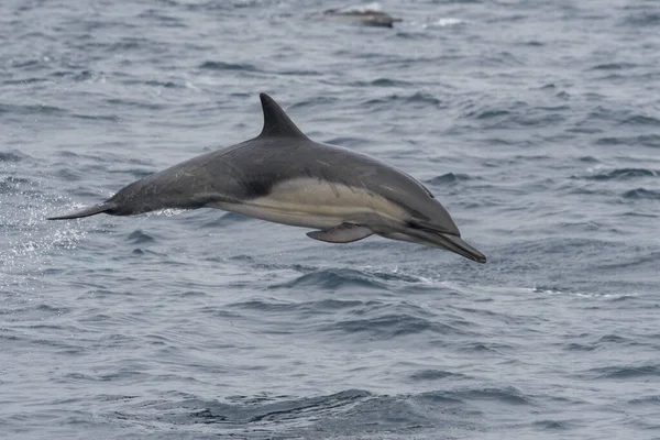 Delfín Pico Largo Caza — Foto de Stock