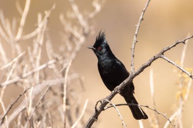 Phainopepla çölde bir levrekte oturuyor.