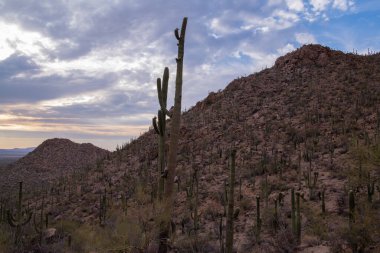 Günbatımı Sonoran Çölü'nde