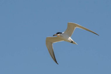 Gull-billed tern flying with lizard clipart