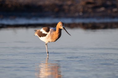 Amerikan avocet su içinde yürüyor