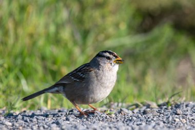 Beyaz taçlı serçe yerde