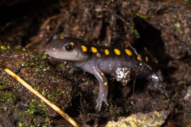 Bahar havuzunun yanında benekli semender