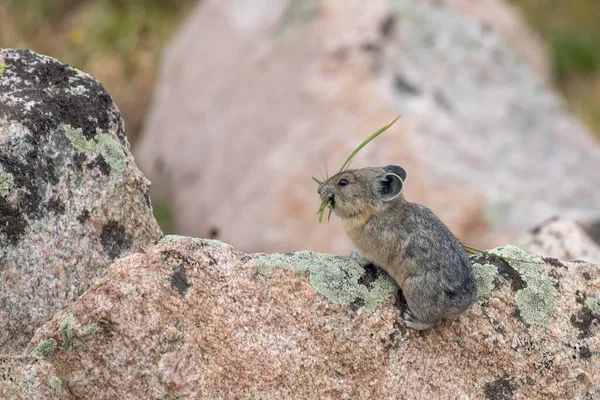 Collared Pika Sitting Rock Grass Mouth — Stock Photo, Image