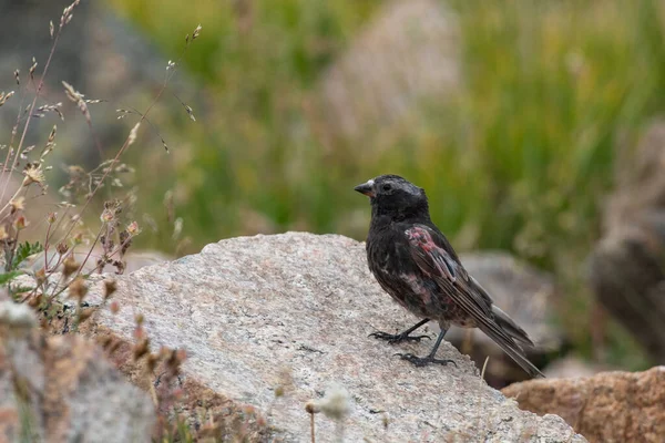 一只黑色的蔷薇雀坐在岩石上 — 图库照片