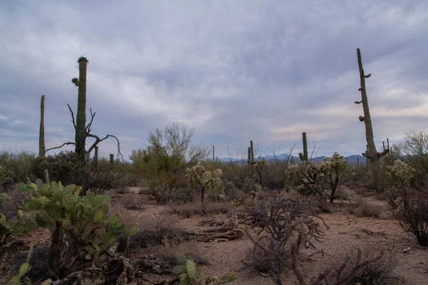 Saguaro Cactus Forest Sonoran Desert — Stock Photo, Image