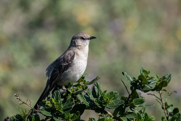 Mockingbird Norte Sentado Poleiro — Fotografia de Stock