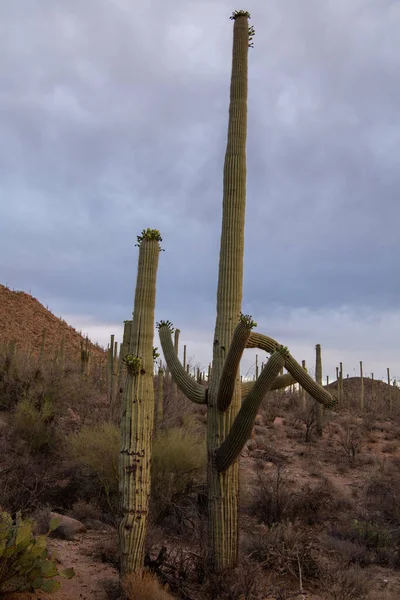Saguaro Cactus Sonoran Desert — Stock Photo, Image