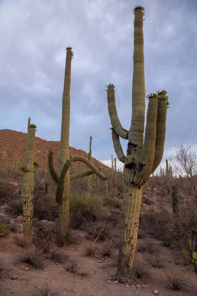 Saguaro Cactus Sonoran Desert — Stock Photo, Image