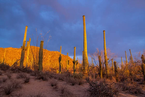 Sunset Sonoran Desert — Stock Photo, Image