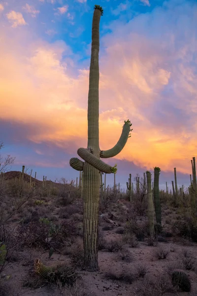 stock image Sunset behing giant saguaro cactus