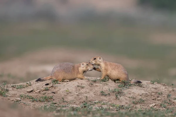 Black Tailed Prairie Dogs Showing Affection — Stock Photo, Image