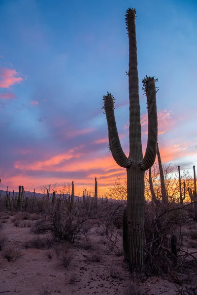 stock image Sunset in the Saguaro Desert