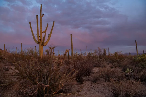 Sunset Sonoran Desert — Stock Photo, Image