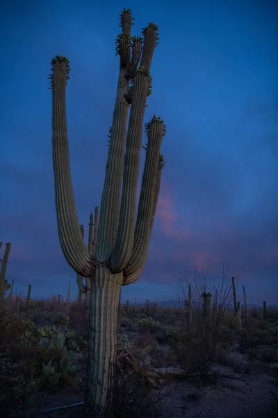 Sunset Behing Giant Saguaro Cactus — Stock Photo, Image