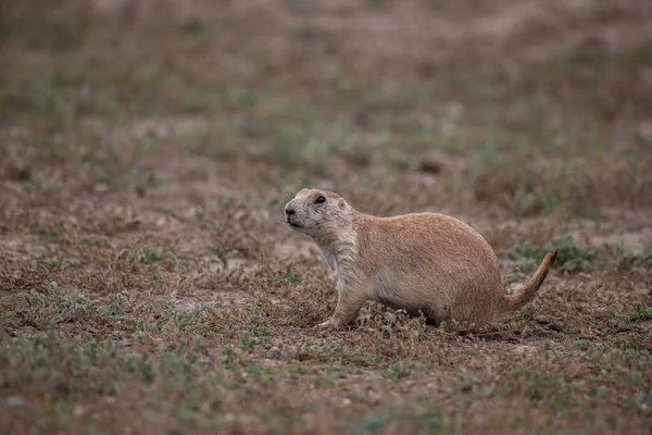 Black-tailed prairie dog staying alert in grassland