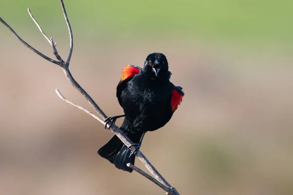 Червонокрилий Чорний Птах Виклику Окуня — стокове фото
