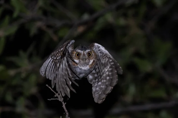 Elf Owl Flying Night — Stock Photo, Image