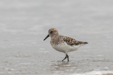 Sanderling sahilde yürüyor.